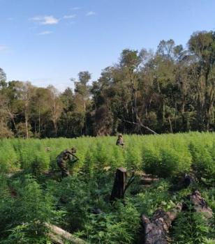 Destruyen 7 hectáreas de marihuana en Caazapá.
